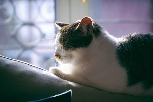 A cozy scene of an elderly cat resting peacefully on a soft blanket by a sunny window.