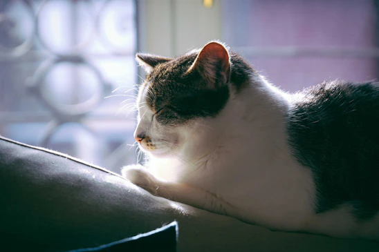 A cozy scene of a content cat curled up on a plush éclatpaw pet bed bathed in soft natural light.