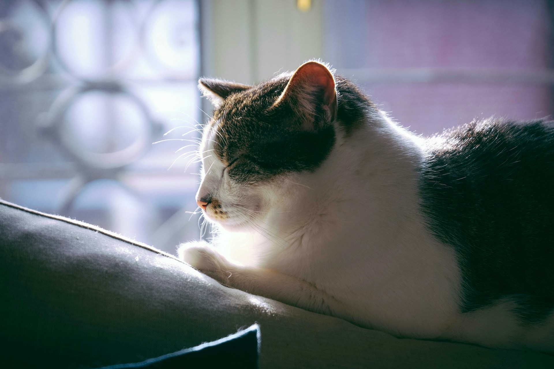 A cozy scene of a cat curled up by a window with soft morning light, embodying peaceful pet care moments.