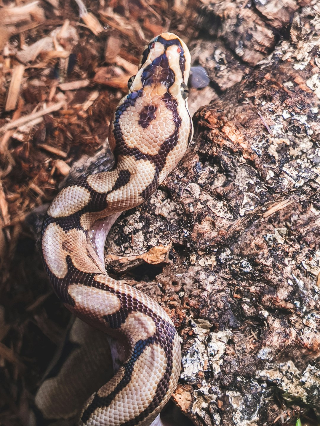 brown and black snake on ground