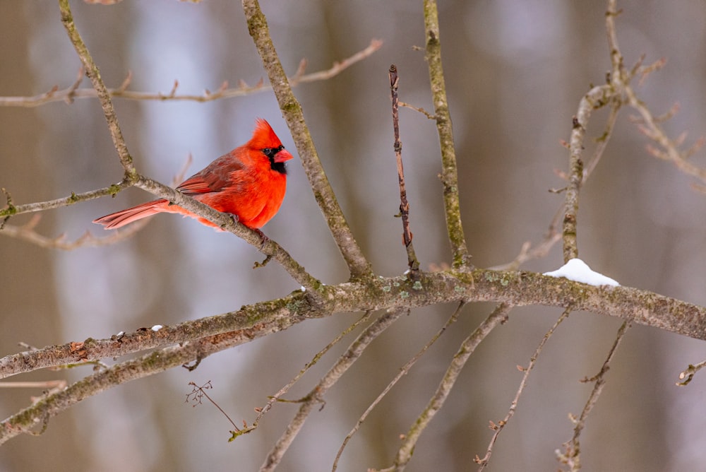 red cardinal perched on brown tree branch during daytime