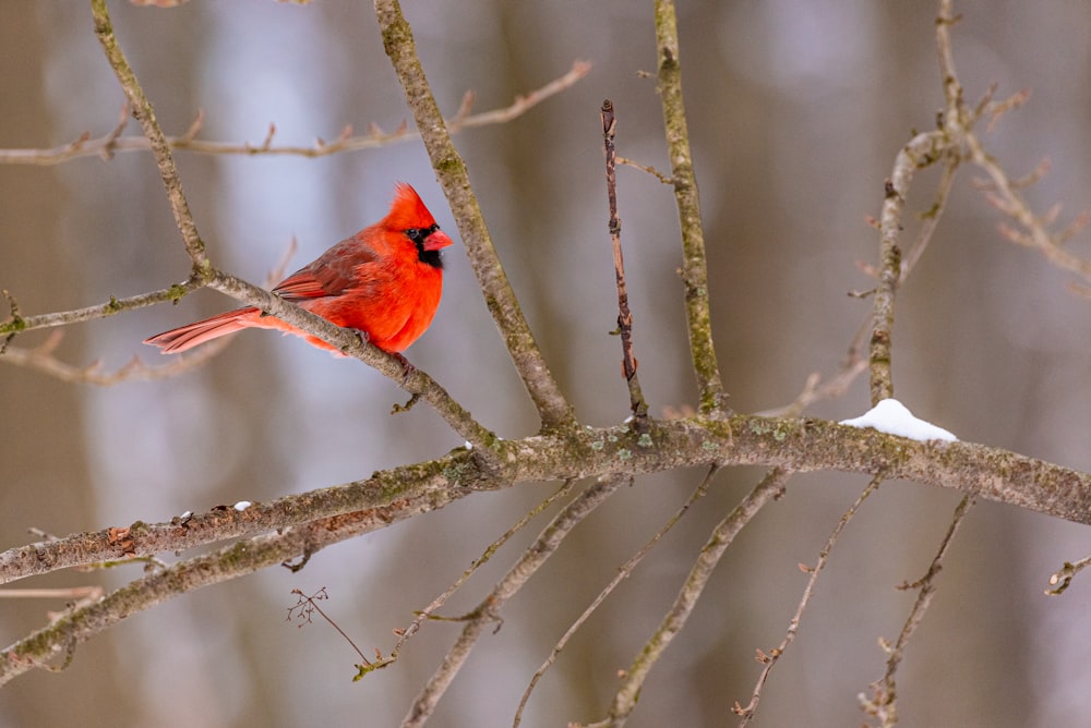 Cardenal rojo posado en la rama de un árbol marrón durante el día