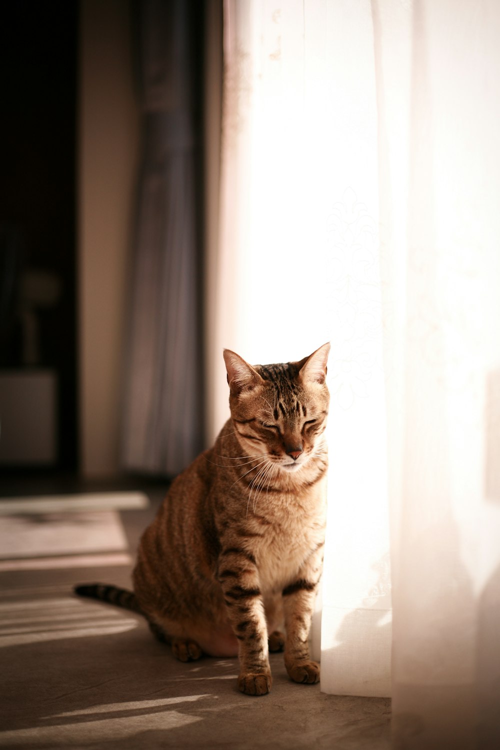 brown tabby cat on table