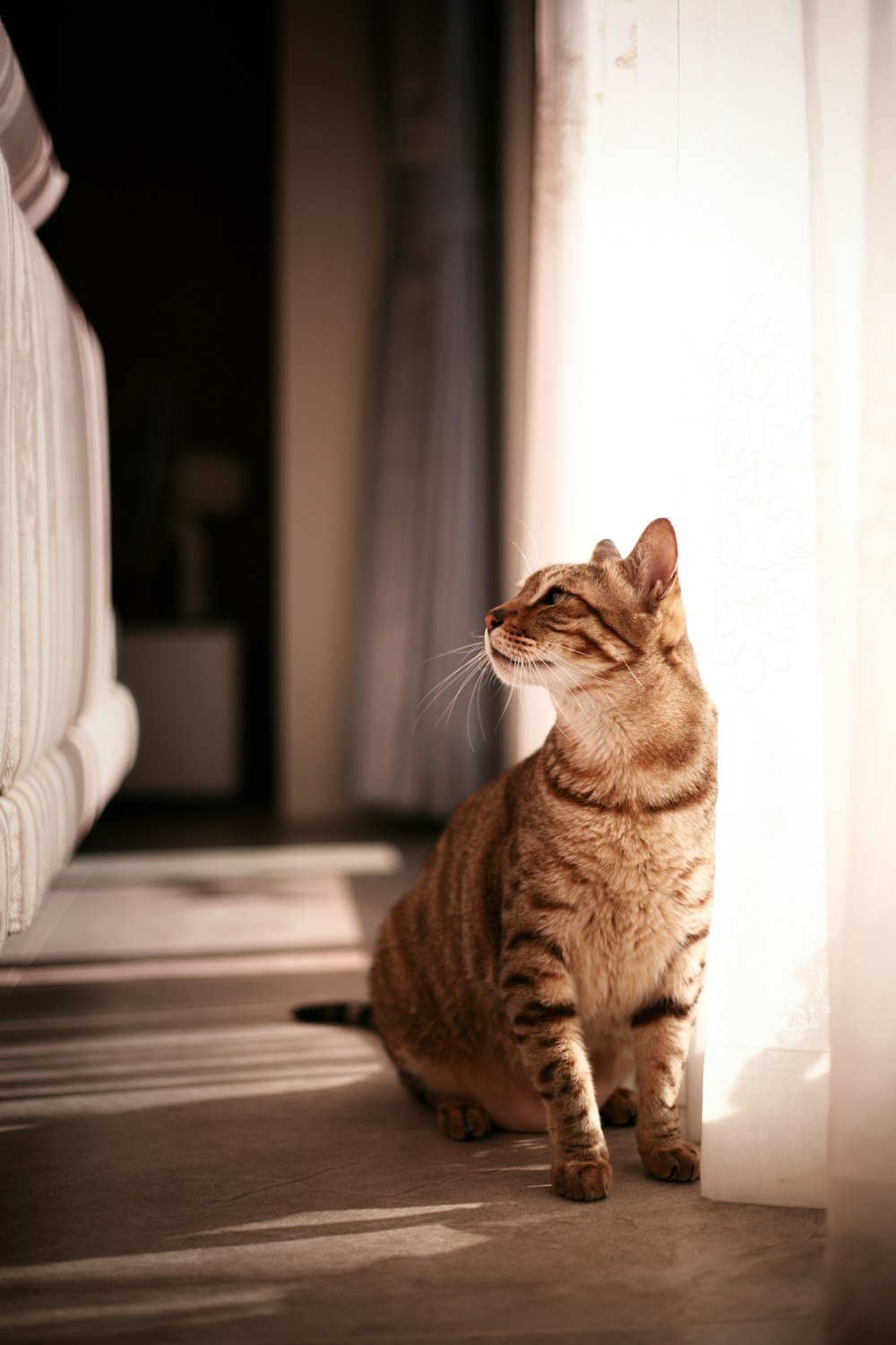 brown tabby cat on brown wooden table