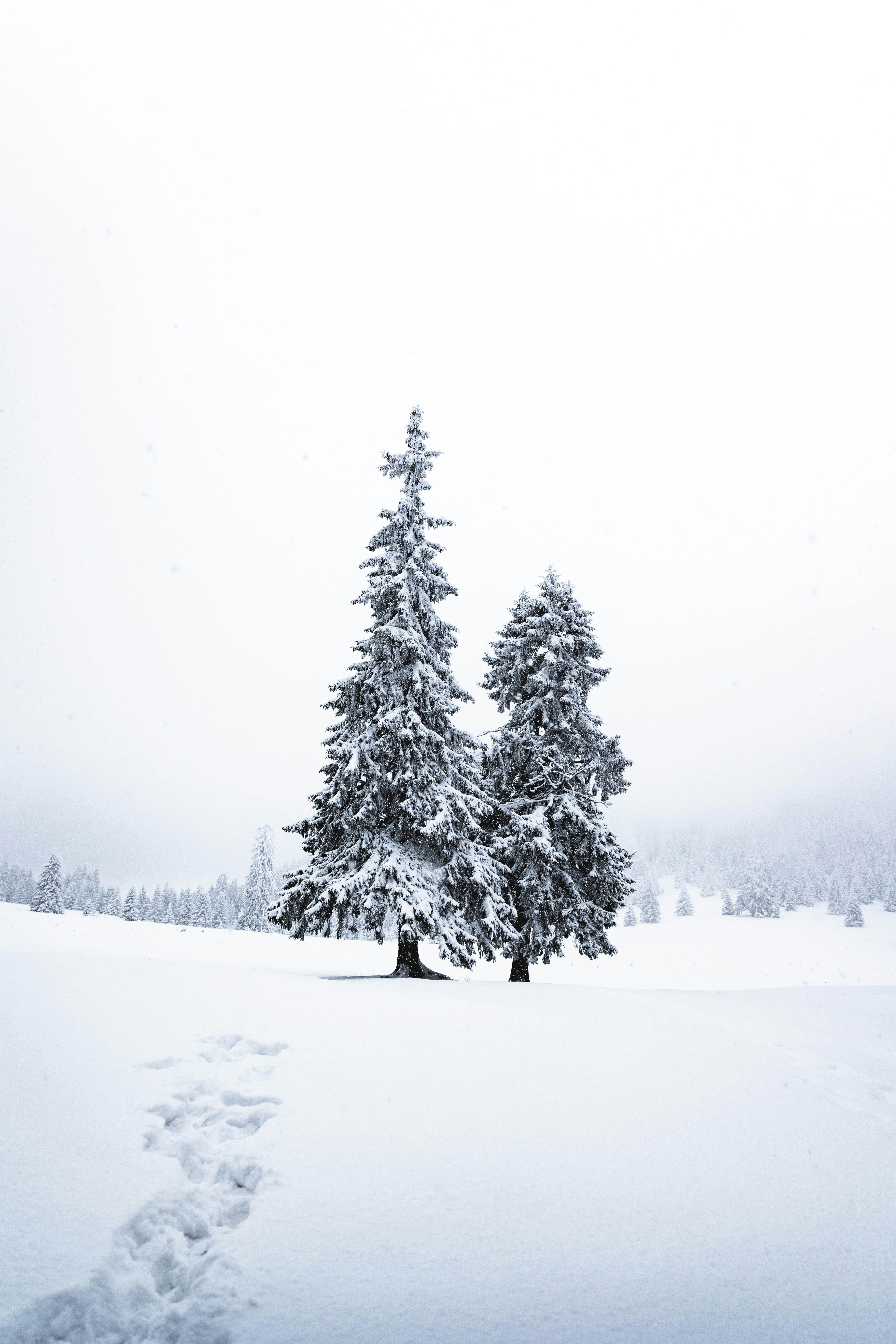 winter snow landscape, wallpaper, Stay Hydrated in Winter: Tips for Sub Zero Temps 5