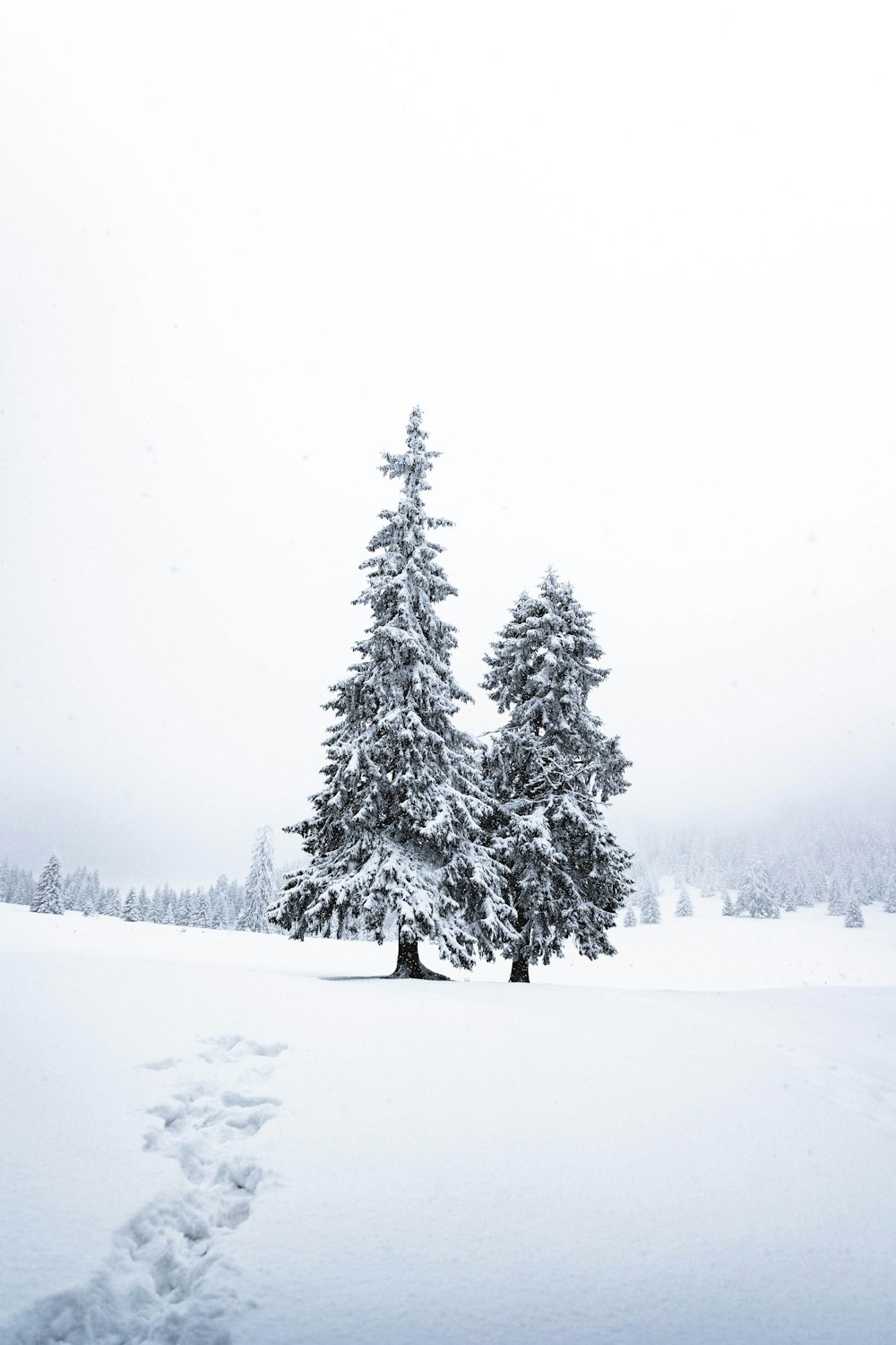 green tree covered with snow during daytime