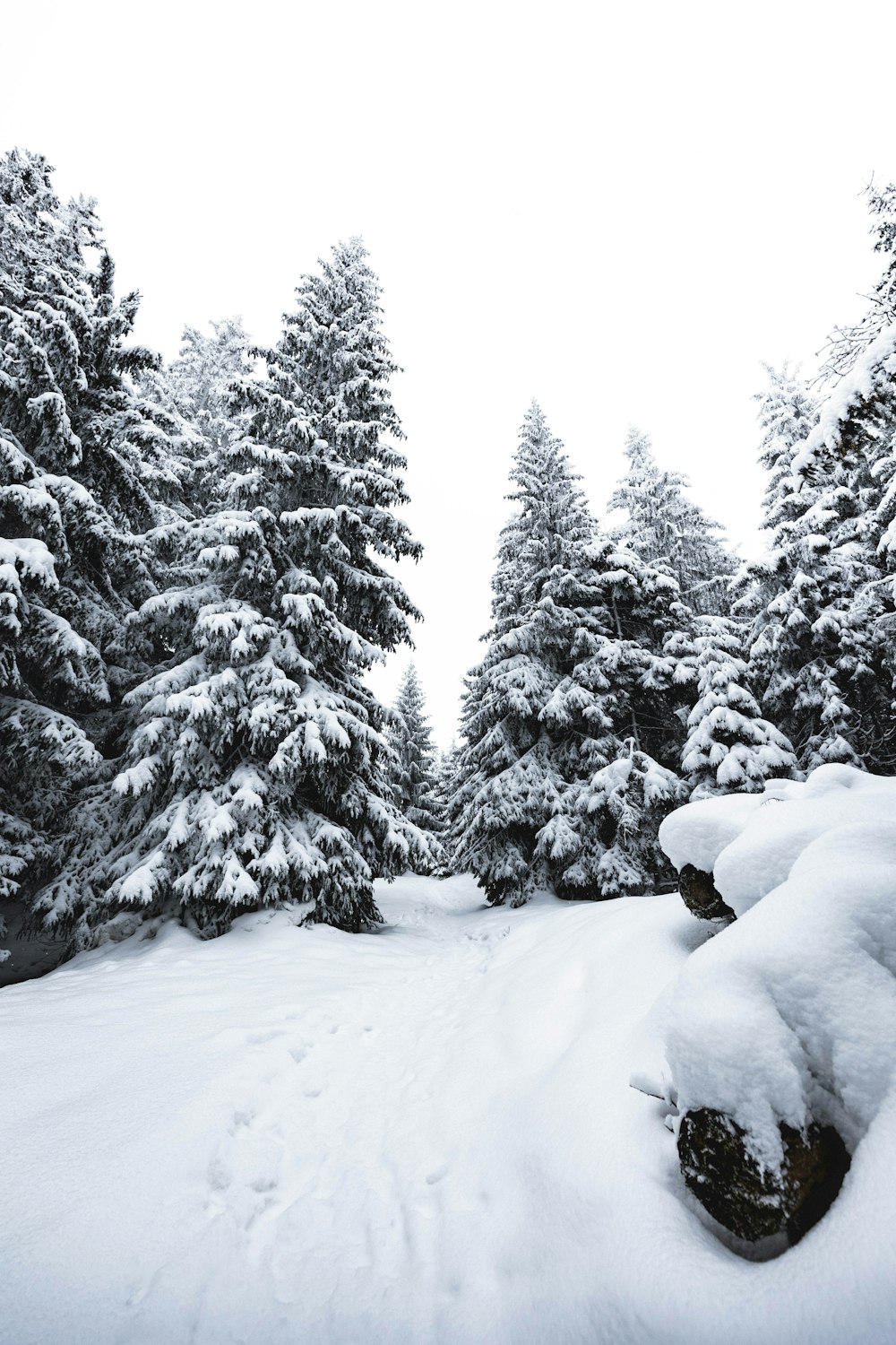 snow covered pine trees during daytime