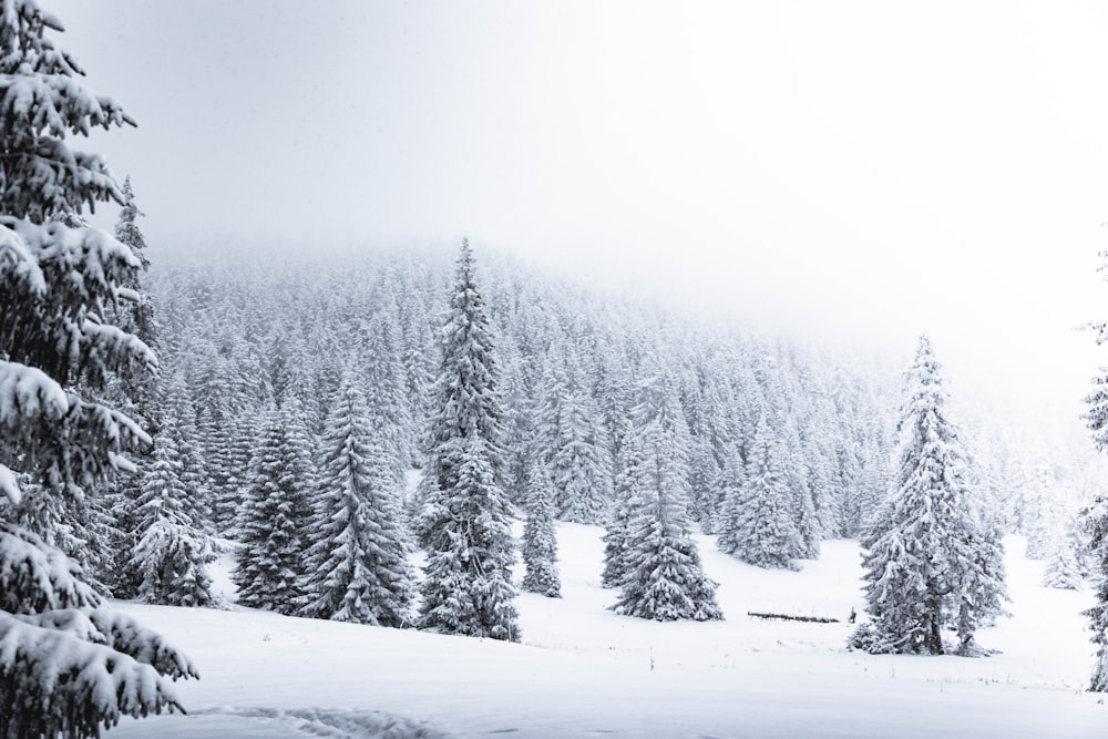 snow covered trees during daytime