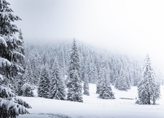 snow covered trees during daytime