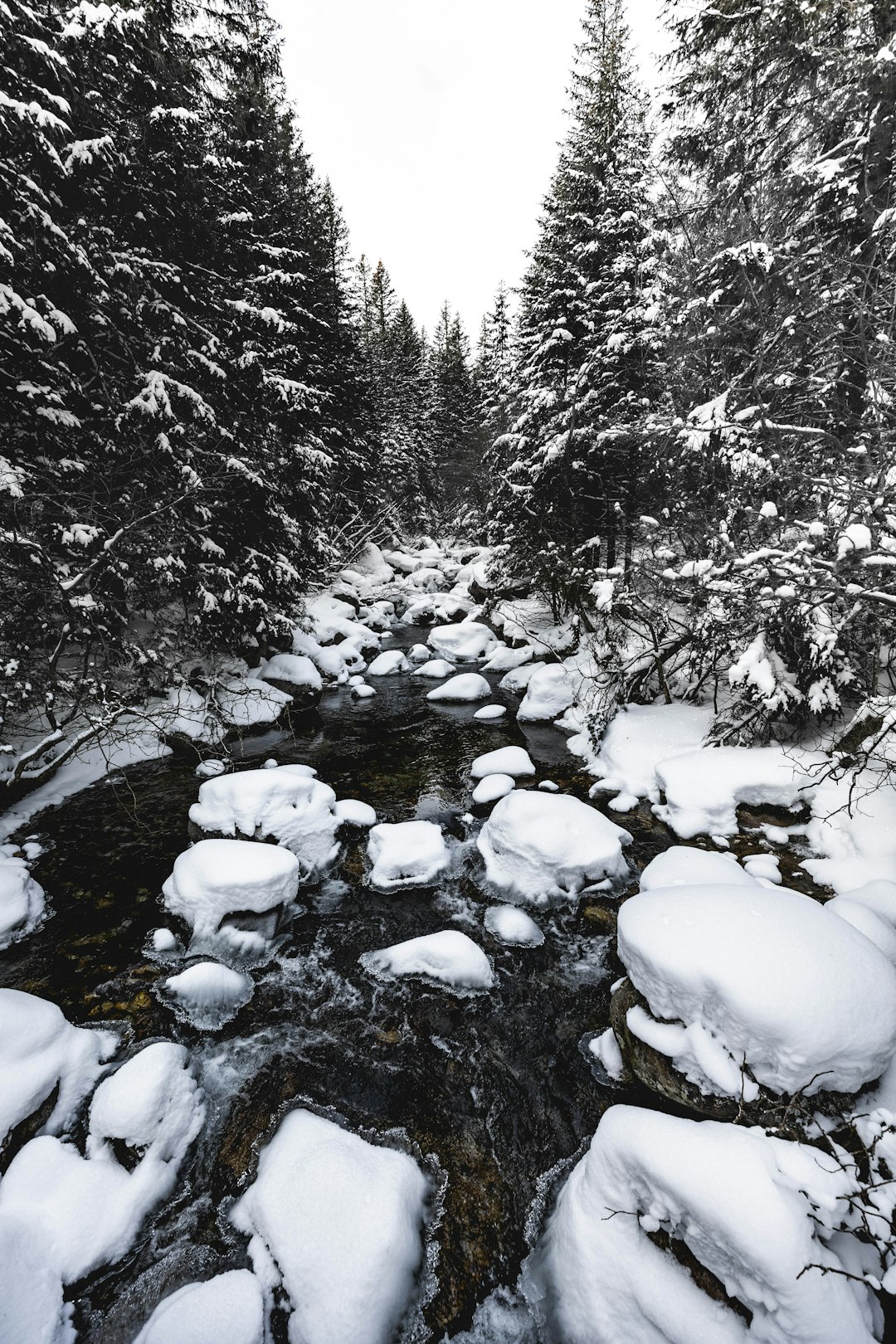 snow covered trees during daytime