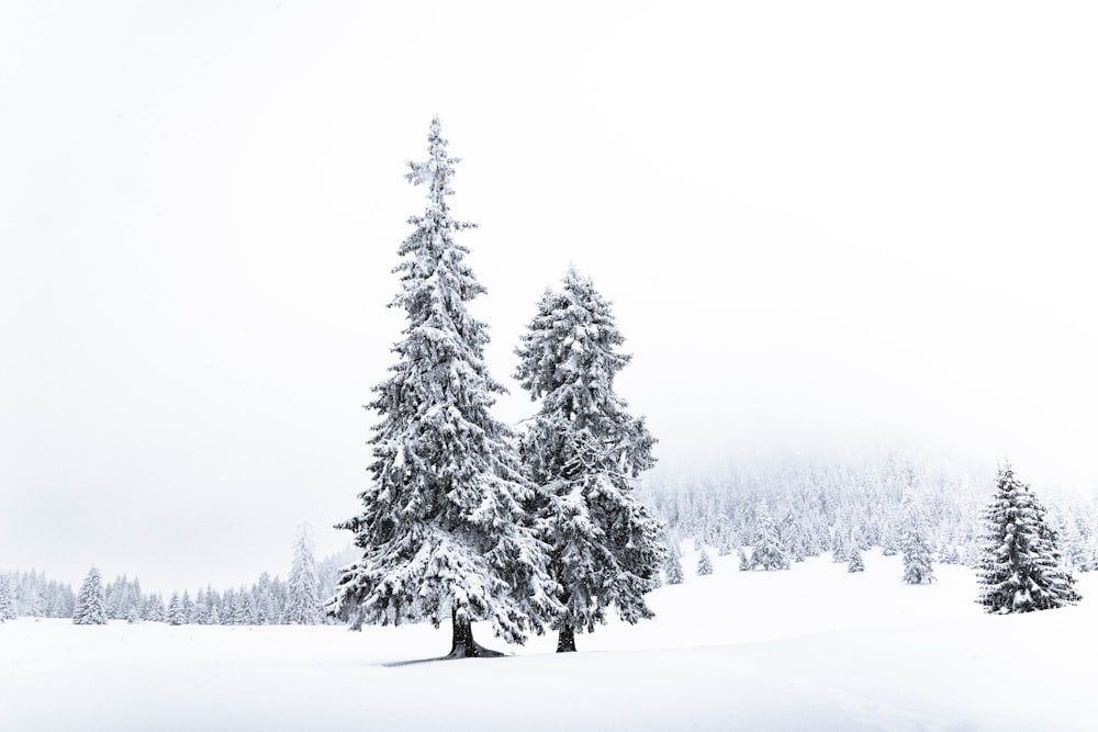 昼間の雪に覆われた松の木