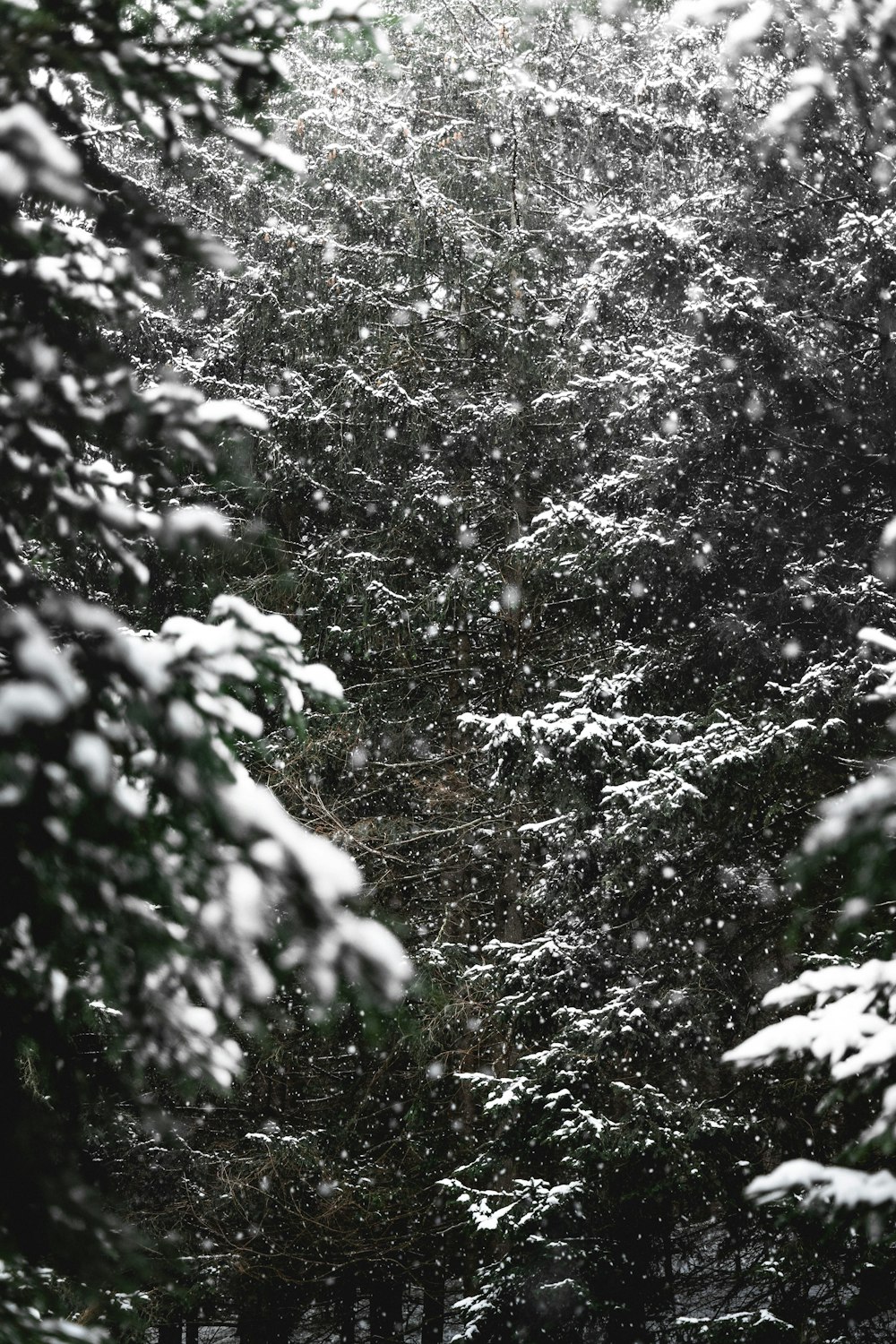 snow covered trees during daytime