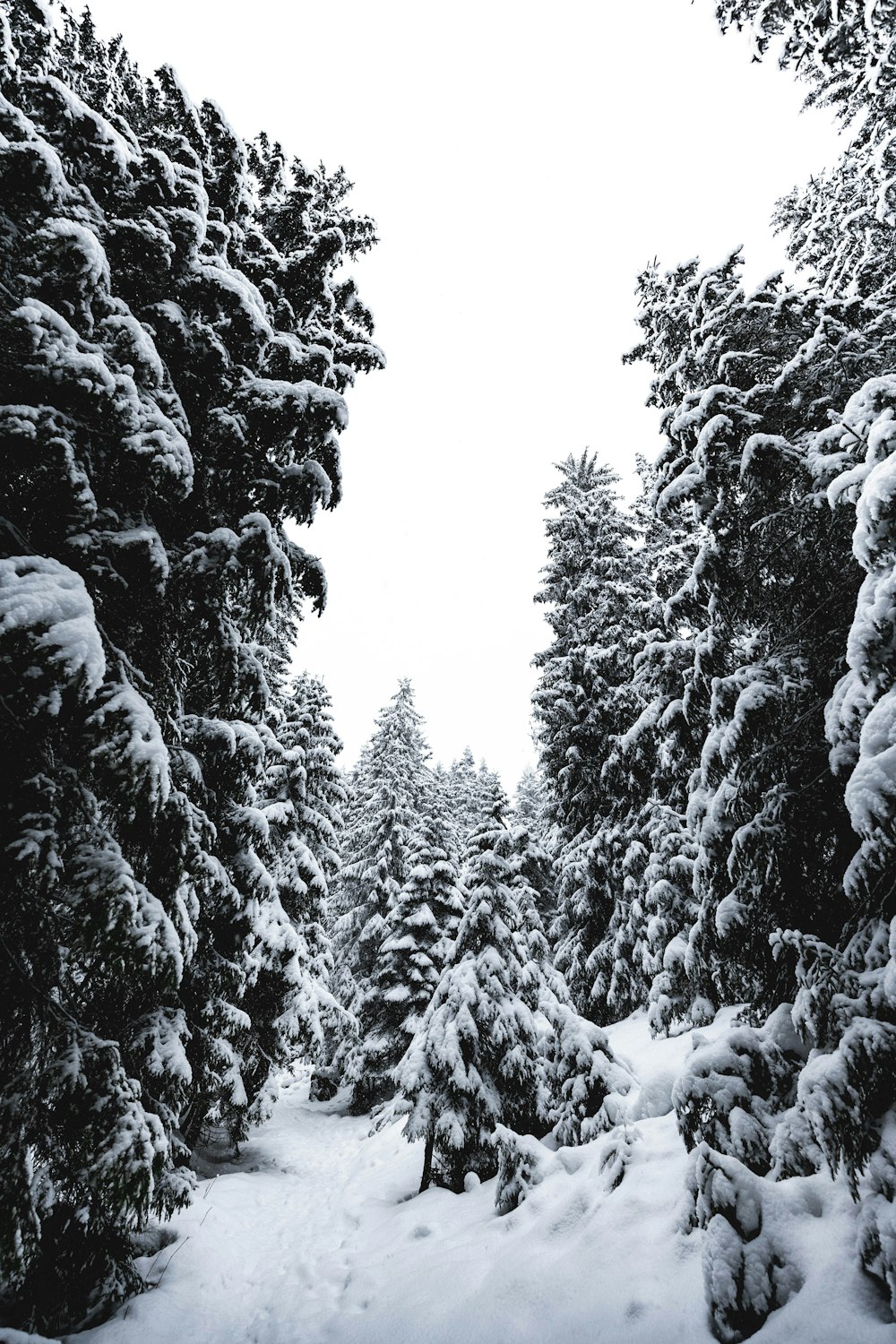 snow covered trees during daytime