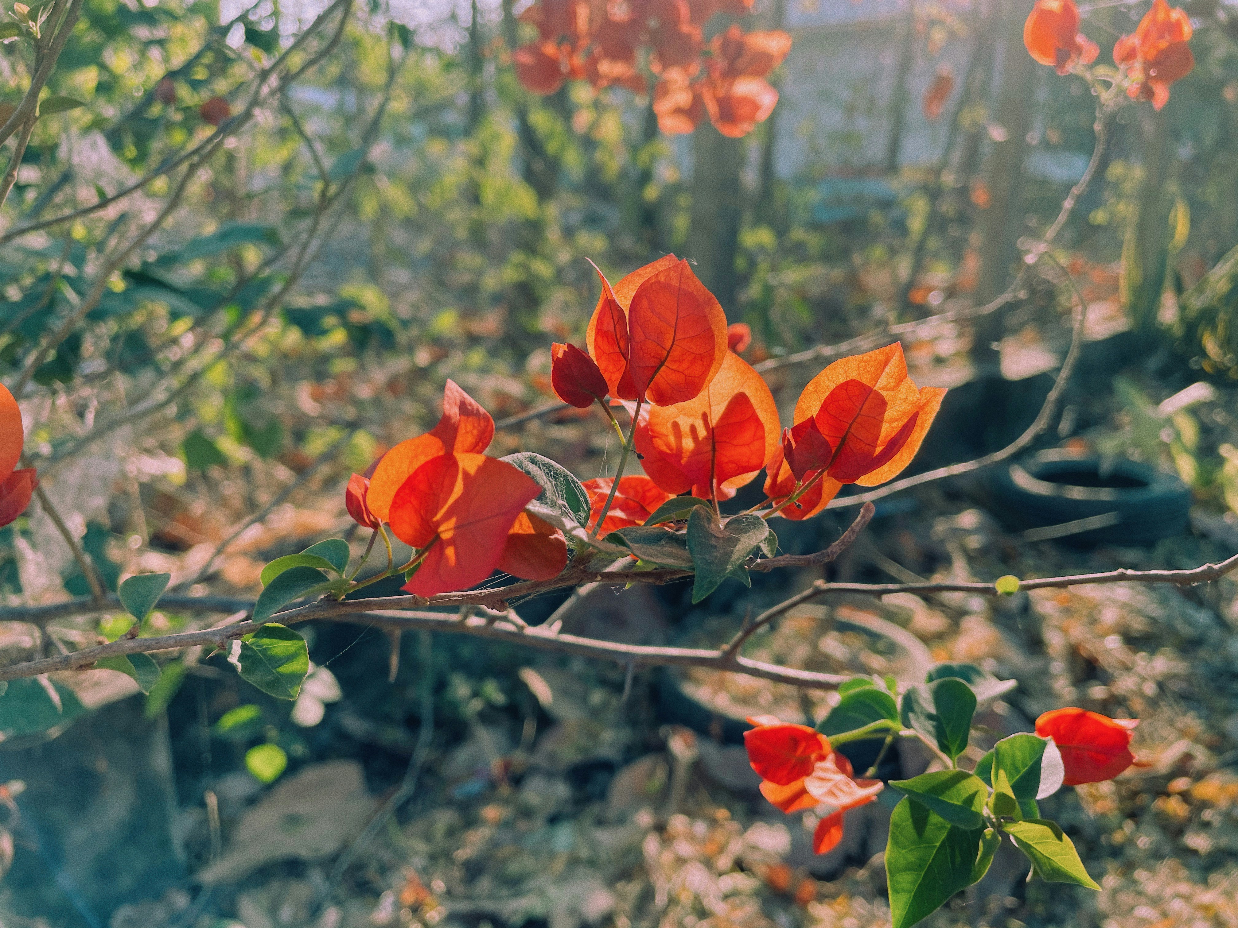 Photo by pineapplexpizza