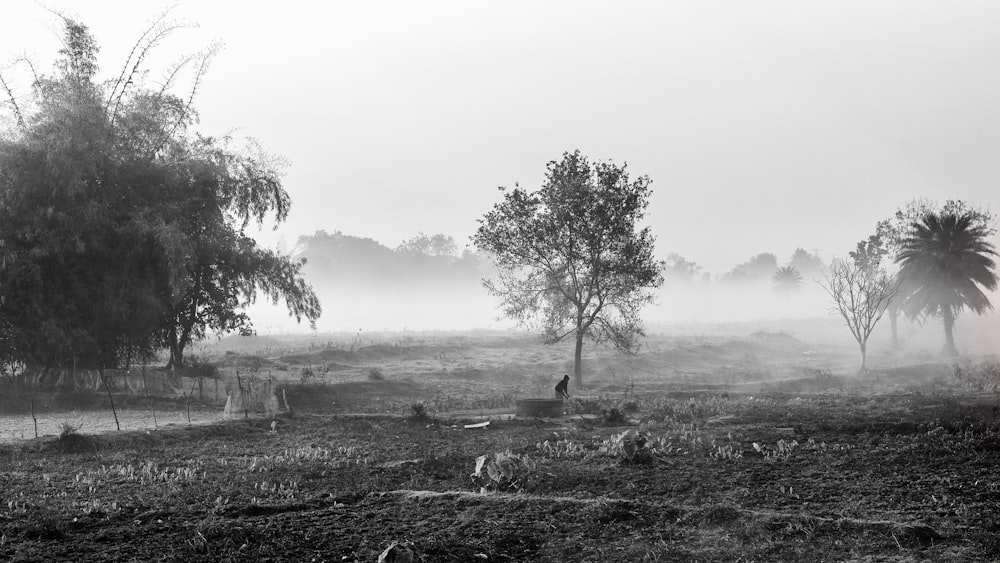 grayscale photo of trees on grass field