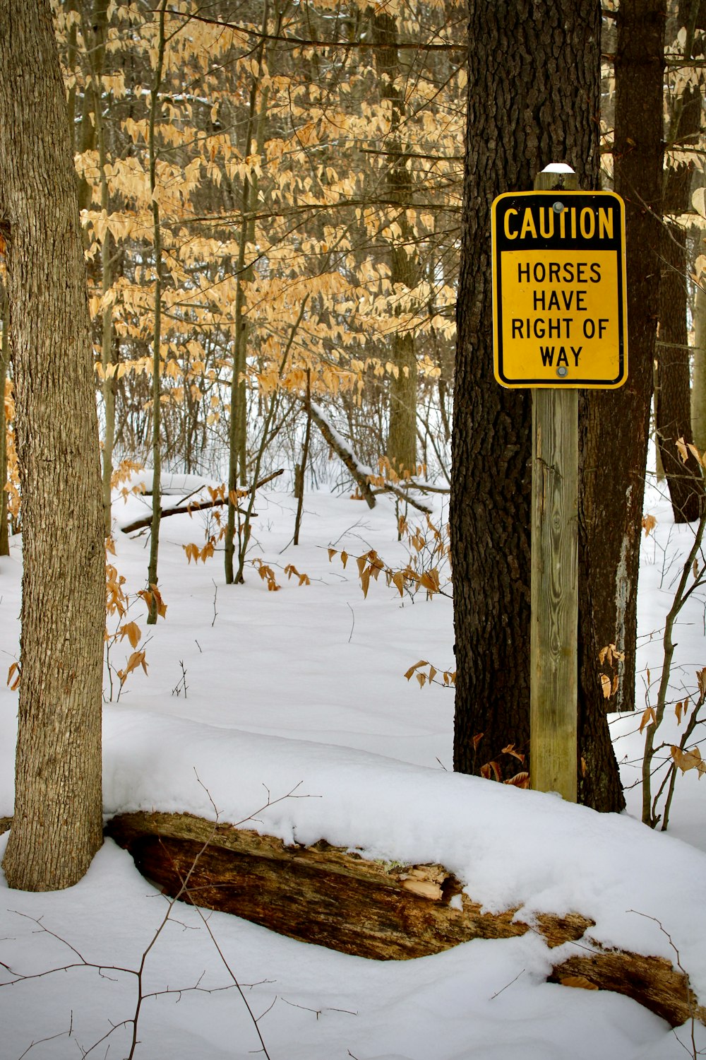 brown dried leaves on snow covered ground