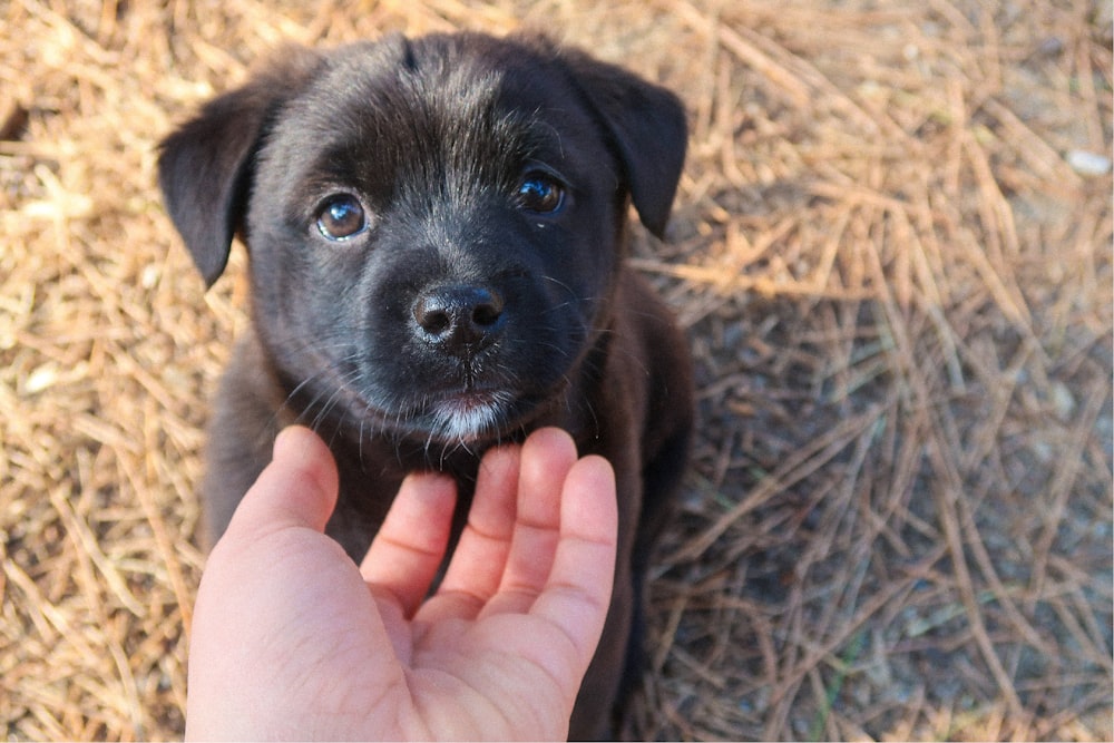 black short coated dog on brown grass