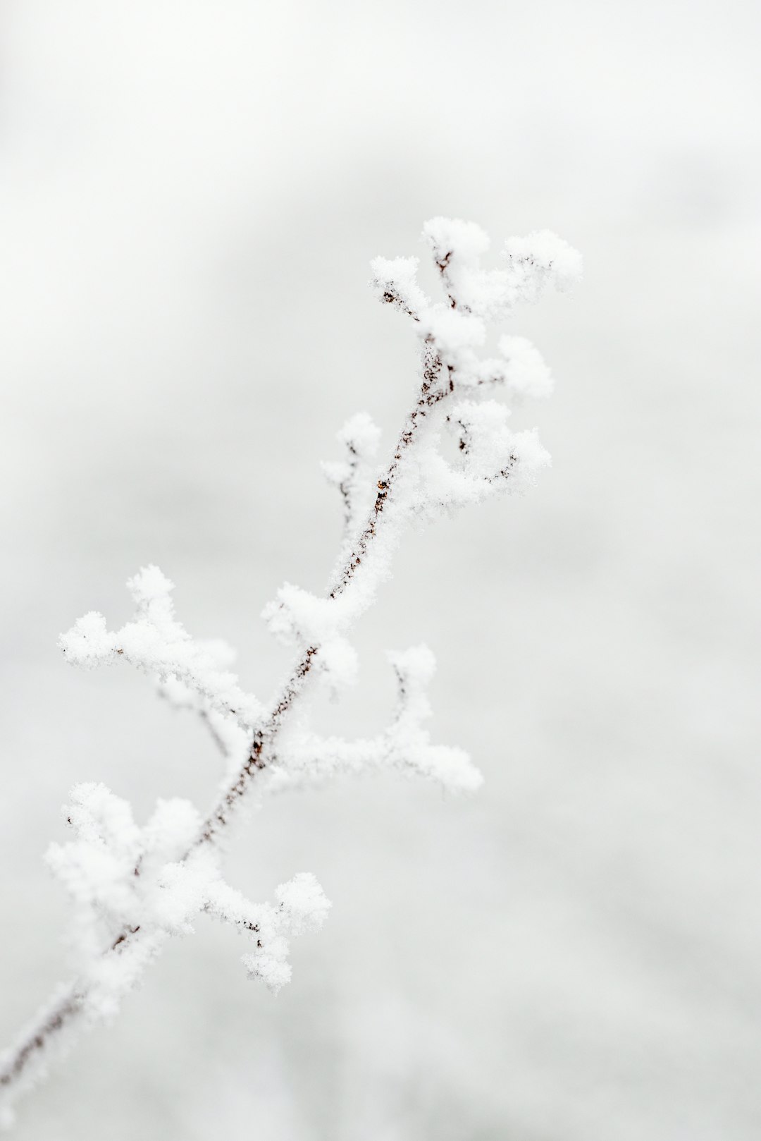 white snow on black tree branch