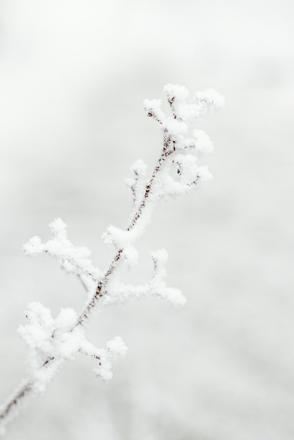 white snow on black tree branch