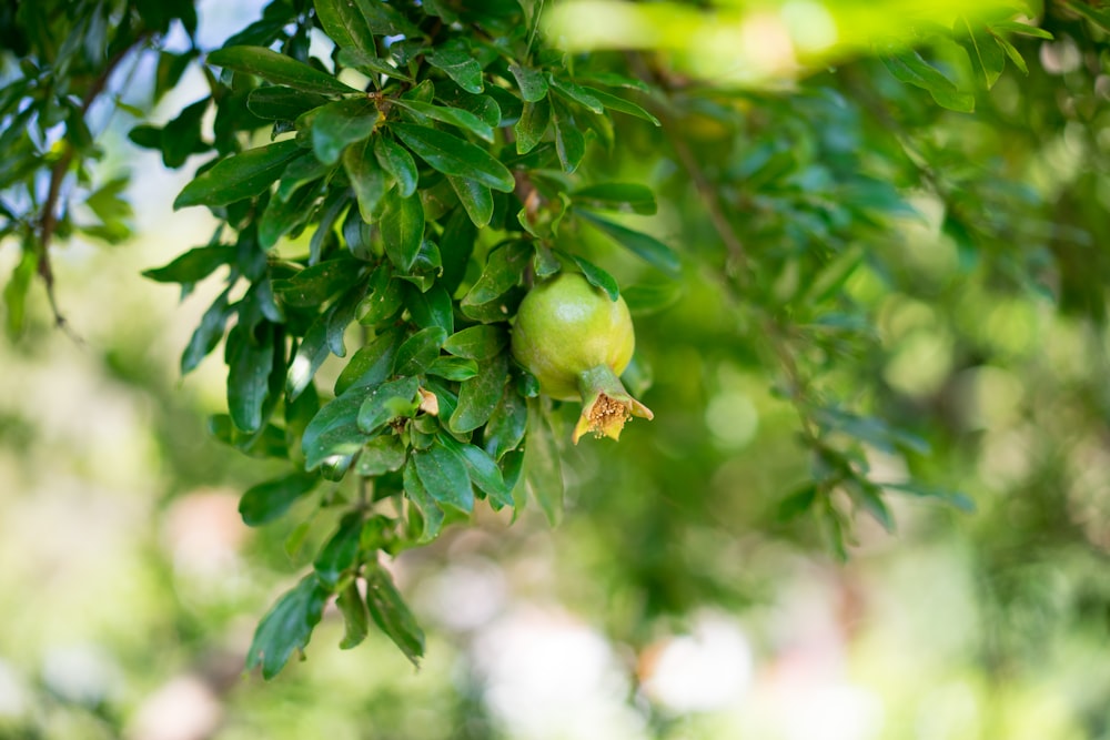 green fruit on tree during daytime