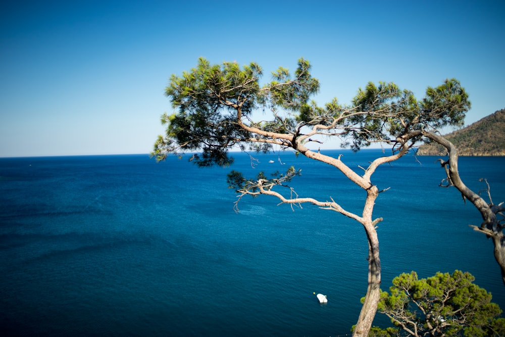 green tree near blue sea during daytime