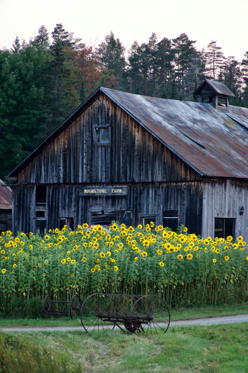 黄色い花畑の真ん中にある茶色の木造家屋