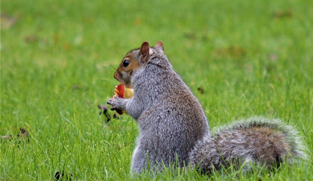 gray and brown squirrel on green grass during daytime
