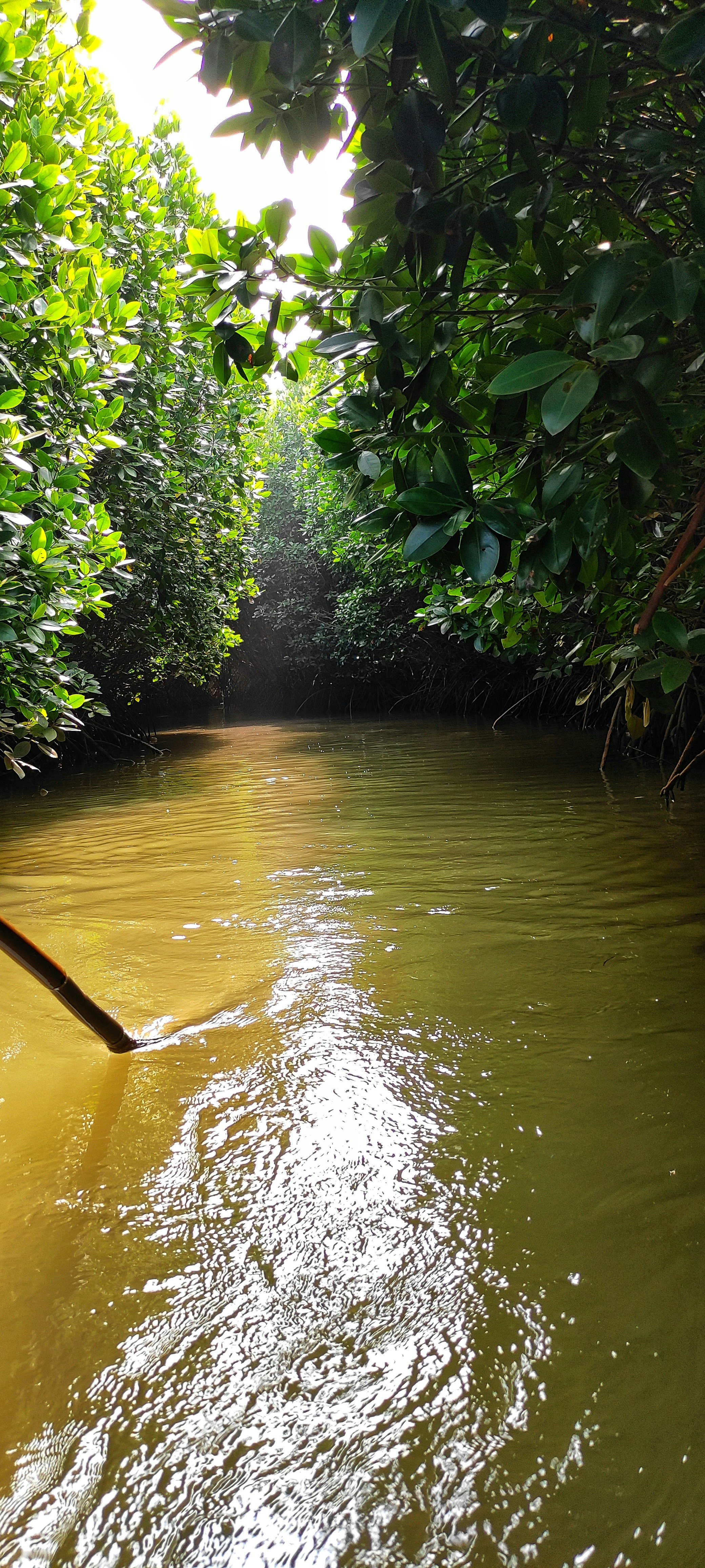 Book Your Sundarban Trip