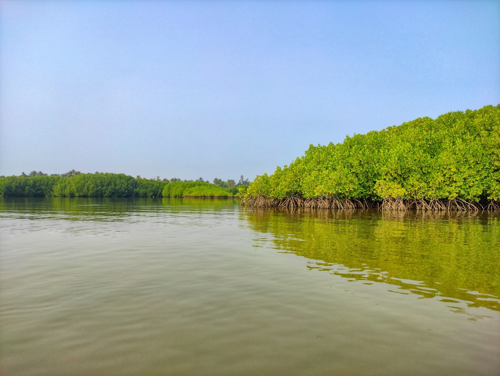 green trees beside river during daytime