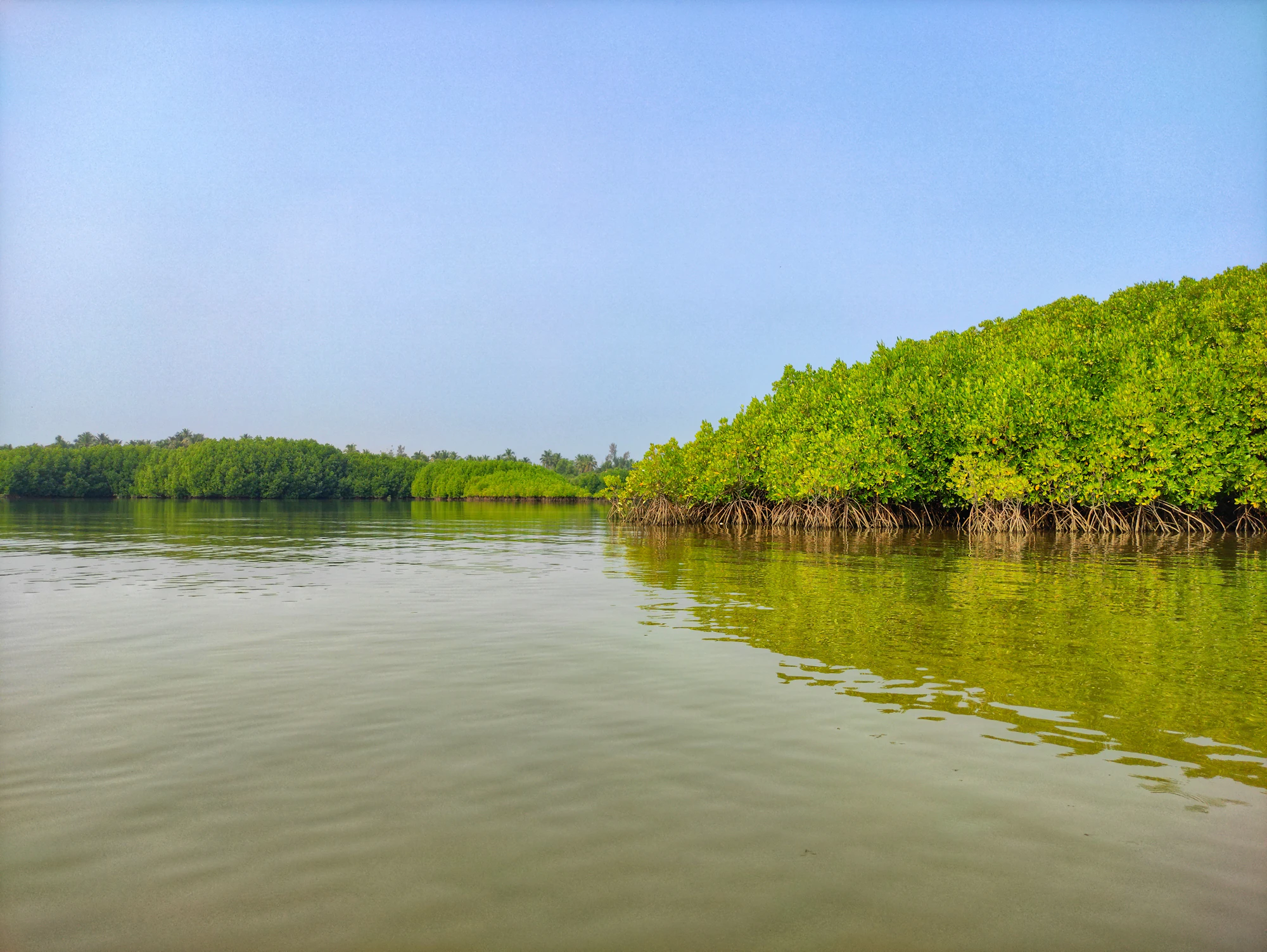 Mangrove-lined backwater with calm water in Karnataka
