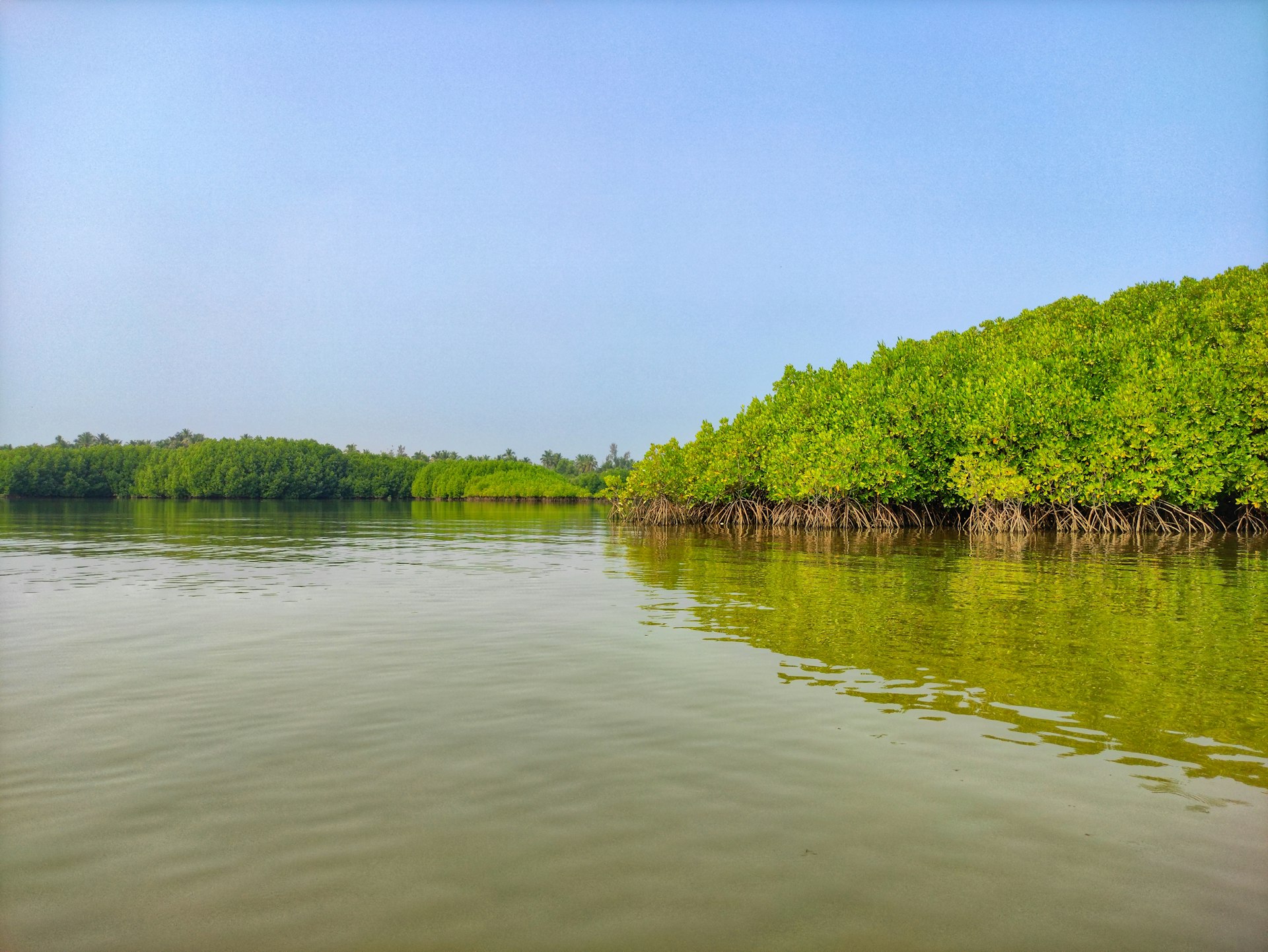 green trees beside river during daytime