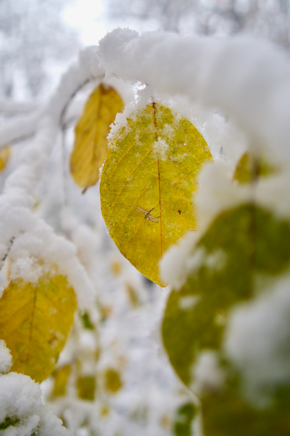 Hoja amarilla en suelo cubierto de nieve