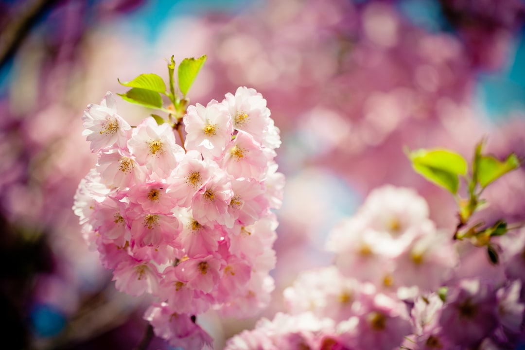 pink and white flower in macro shot