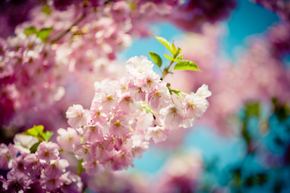 pink and white flower in tilt shift lens