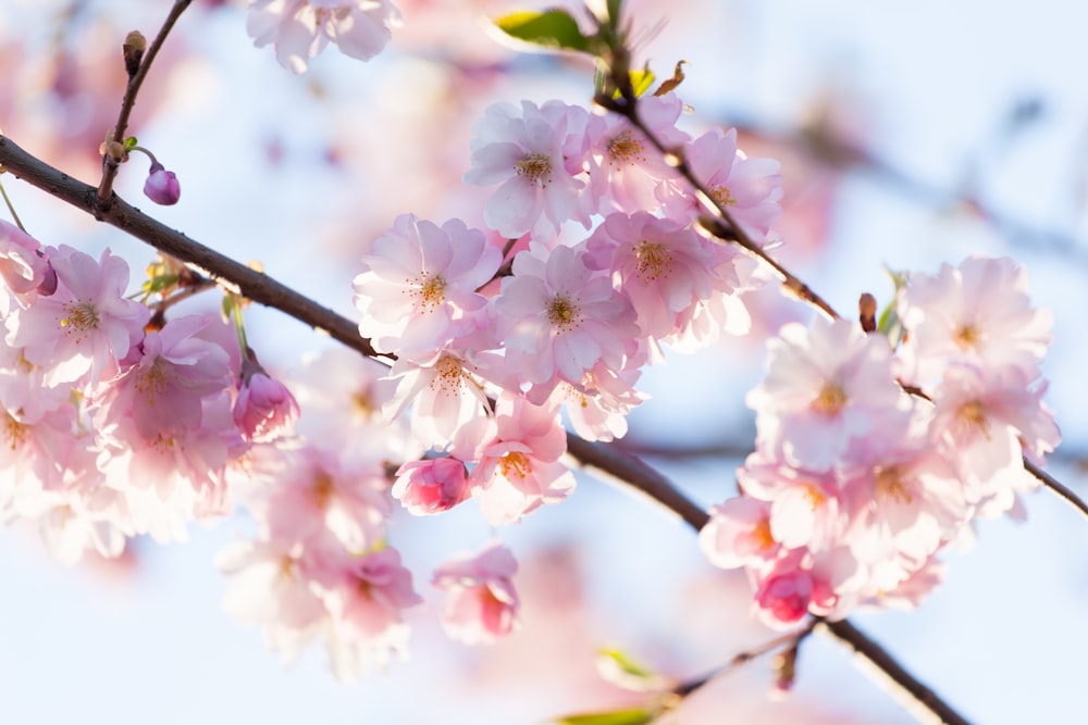 pink and white cherry blossom in close up photography