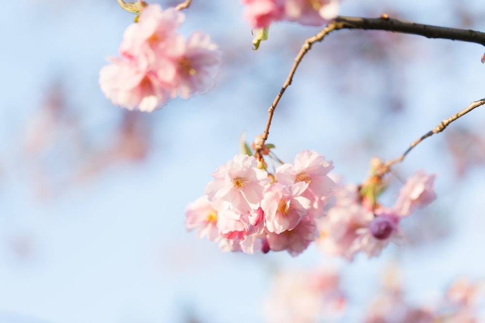 a branch of a tree with pink flowers