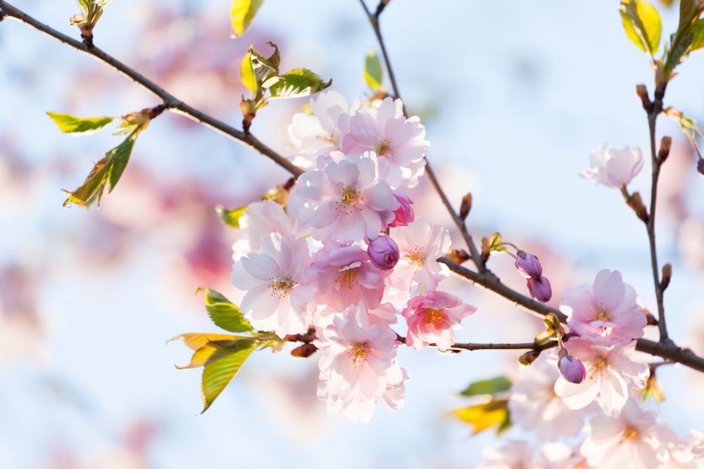 pink and white cherry blossom in bloom during daytime