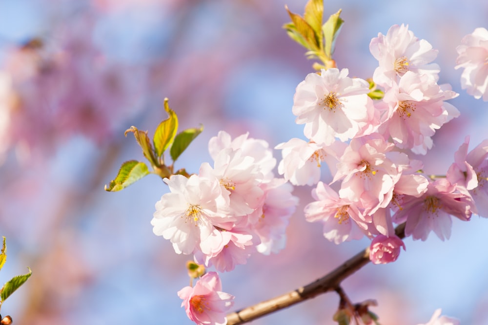 white and pink cherry blossom in close up photography