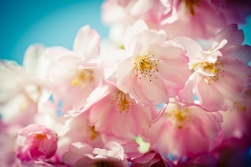 Weiße und rosa Blume in der Makrofotografie