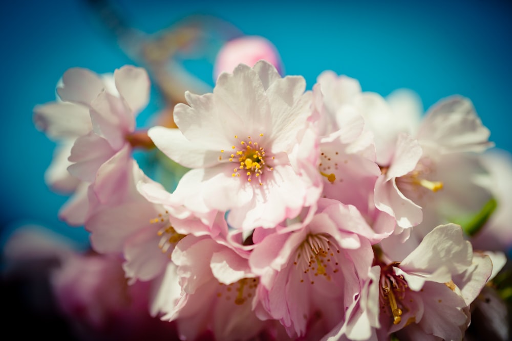 white and pink flower in macro photography