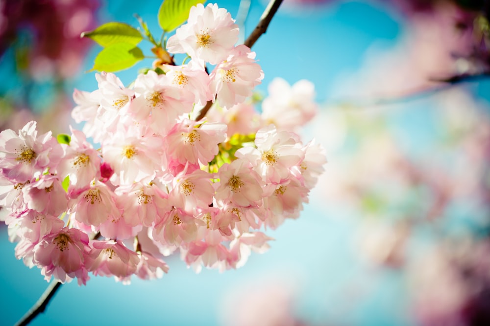 white and pink cherry blossom in close up photography