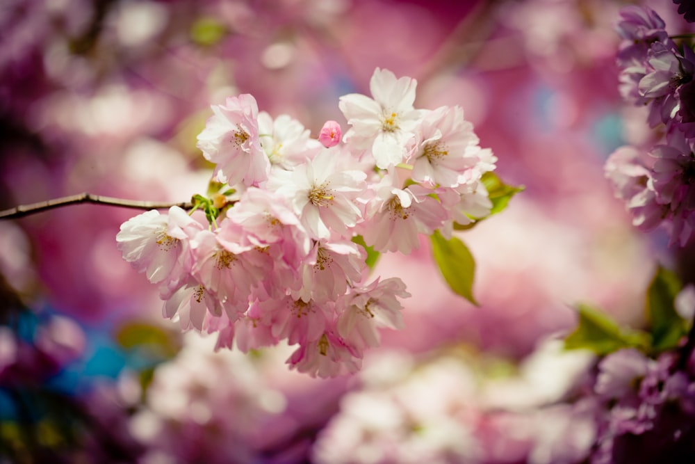 pink and white flower in tilt shift lens