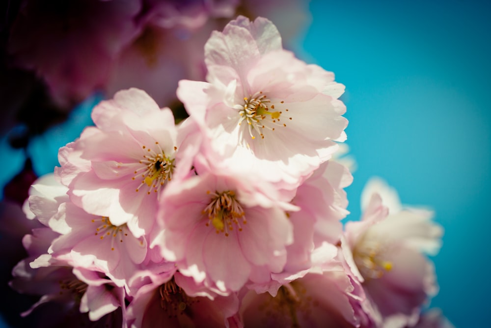 white and purple flower in close up photography