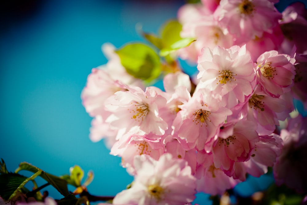 white and pink cherry blossom in close up photography