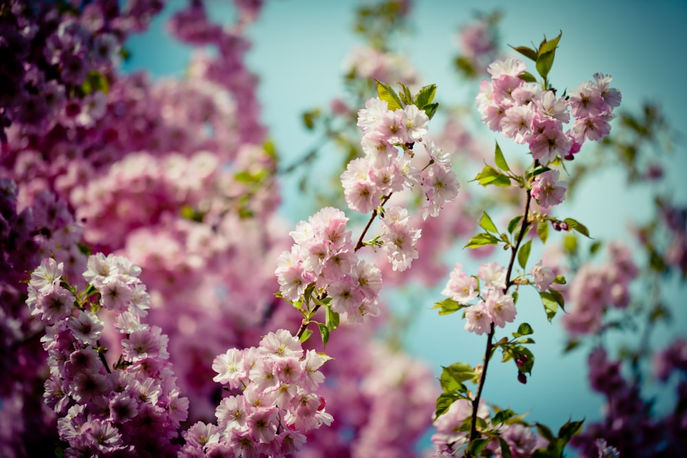 pink and white flower in tilt shift lens