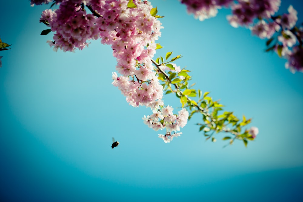 pink and white flower in tilt shift lens