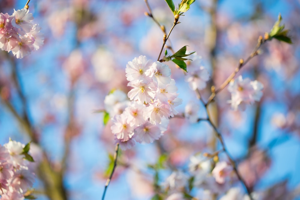 white cherry blossom in close up photography