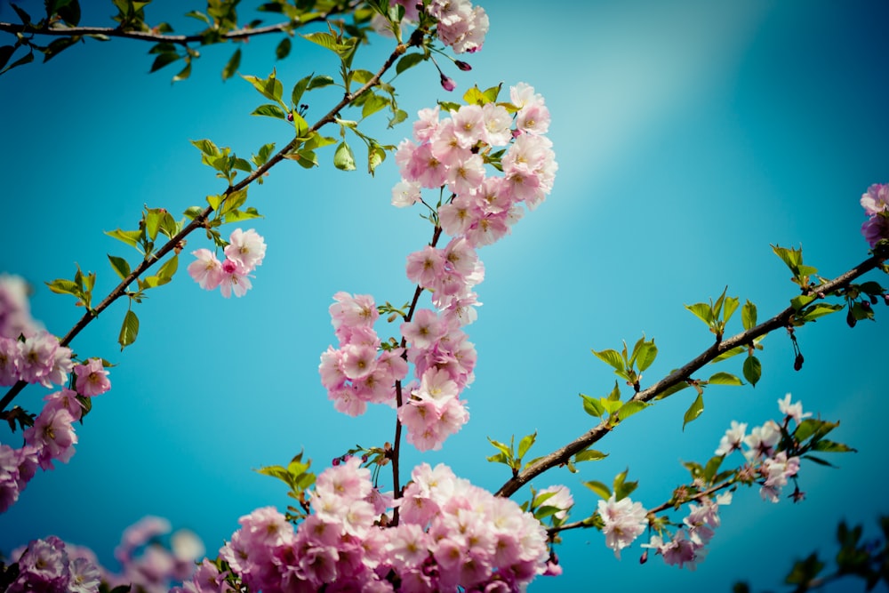 pink and white flowers in tilt shift lens