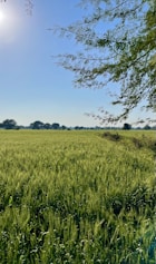 green grass field under blue sky during daytime