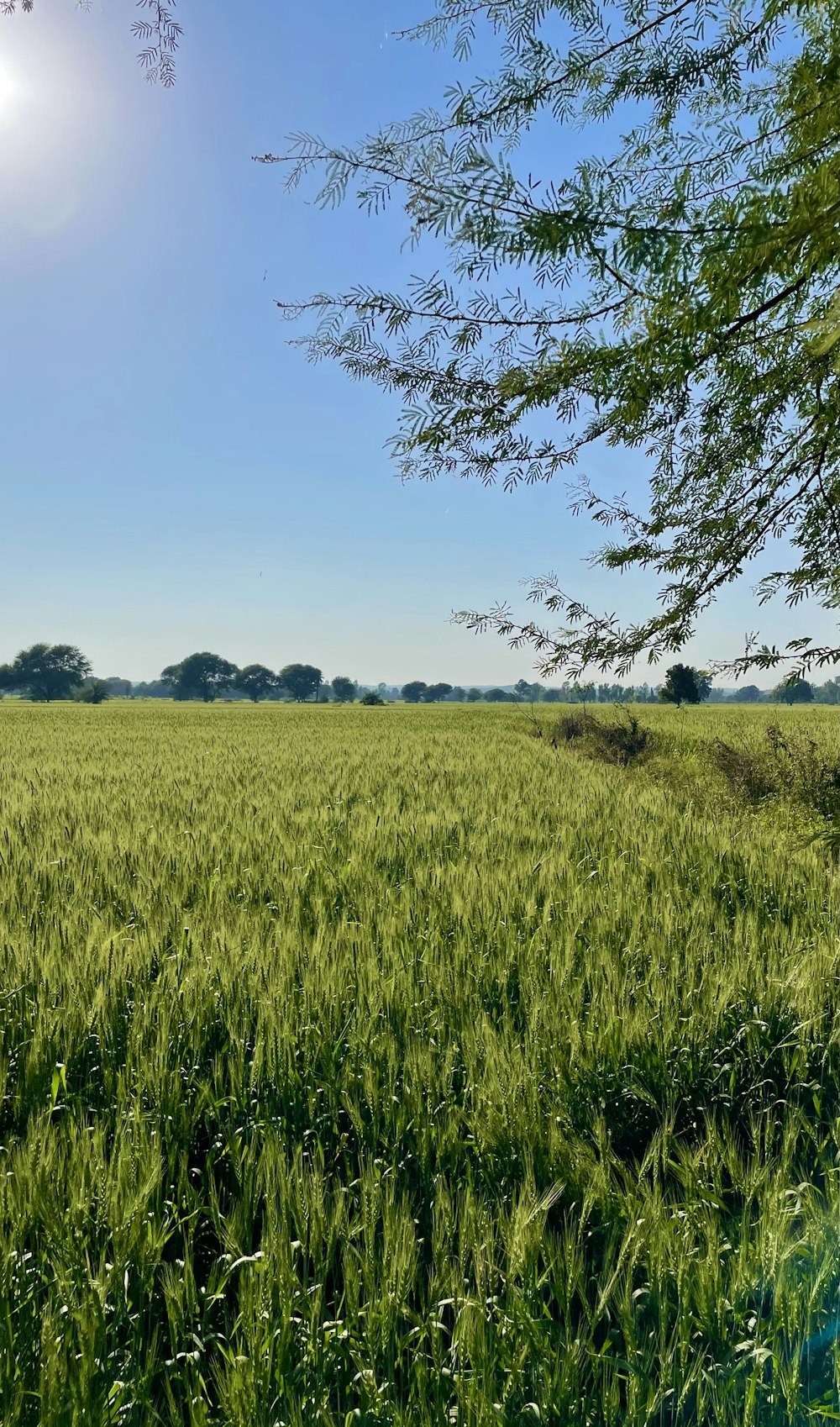 green grass field under blue sky during daytime